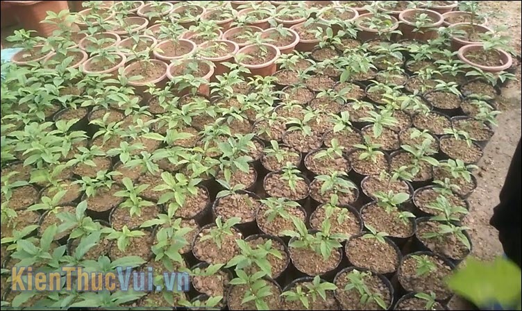 Cách trồng cây dạ ngọc minh châu