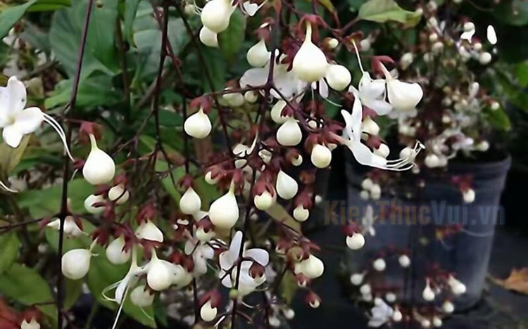 Cây Dạ Ngọc Minh Châu - Ý nghĩa phong thủy, cách trồng và chăm sóc