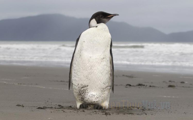 Hình ảnh chim cánh cụt đẹp