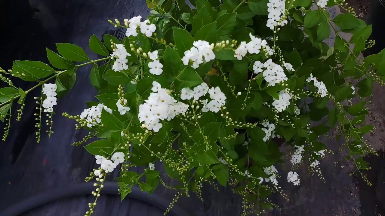 Hình ảnh chuỗi ngọc hoa trắng đẹp