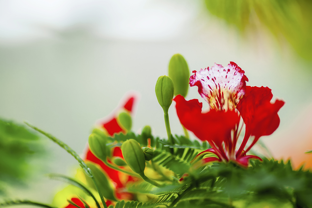 Hình ảnh đẹp nhất về hoa phượng đỏ