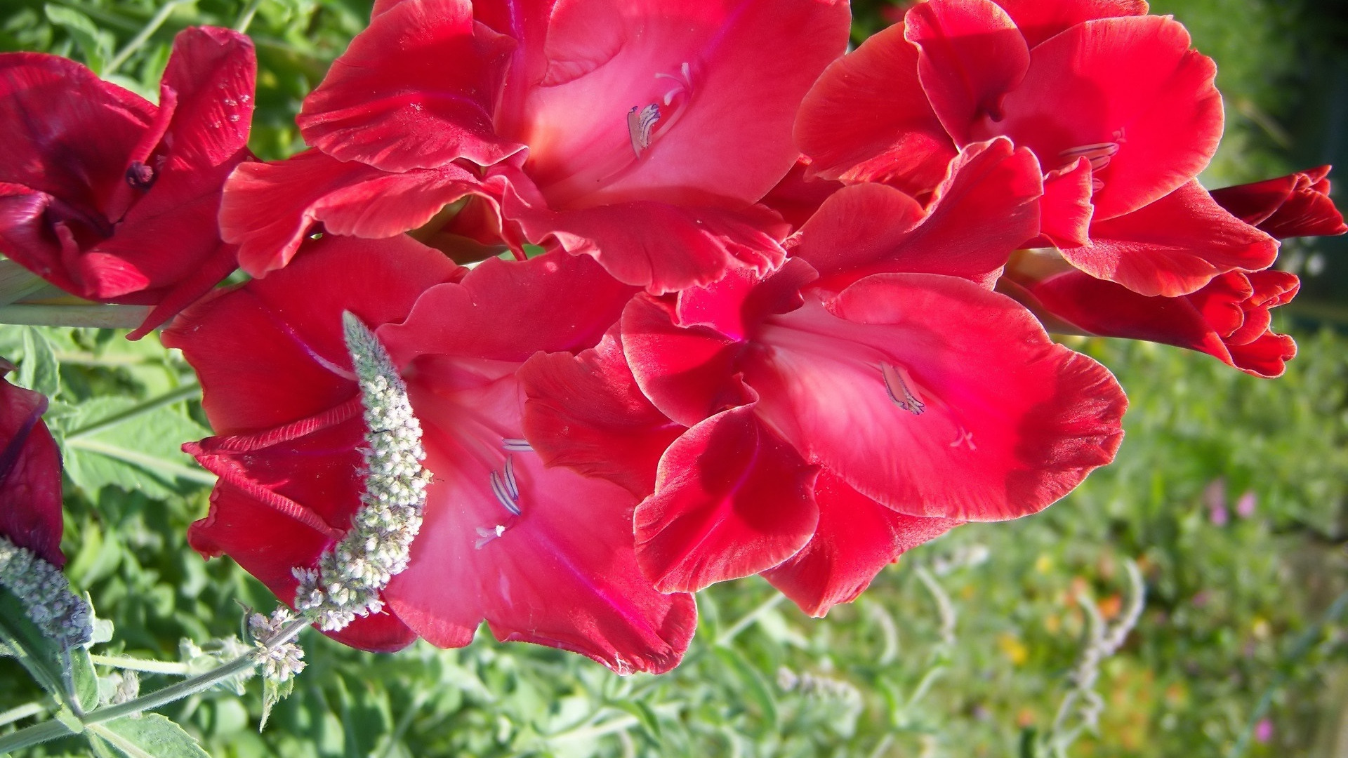Hình ảnh hoa lay ơn đỏ trong nắng tuyệt đẹp