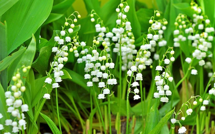 Hình ảnh hoa Linh Lan trắng