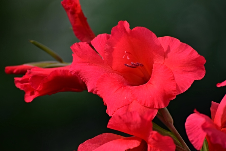 Hình hoa lay ơn đỏ tuyệt sắc