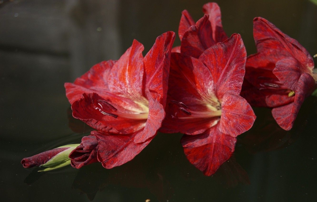 Hình về hoa lay ơn đỏ