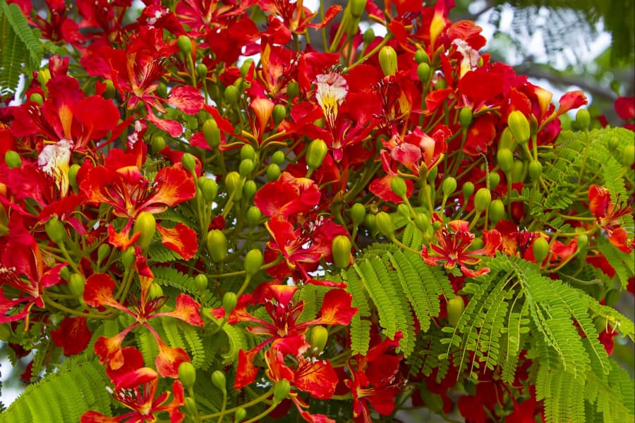 Những chùm hoa phượng đỏ rực rỡ cực đẹp