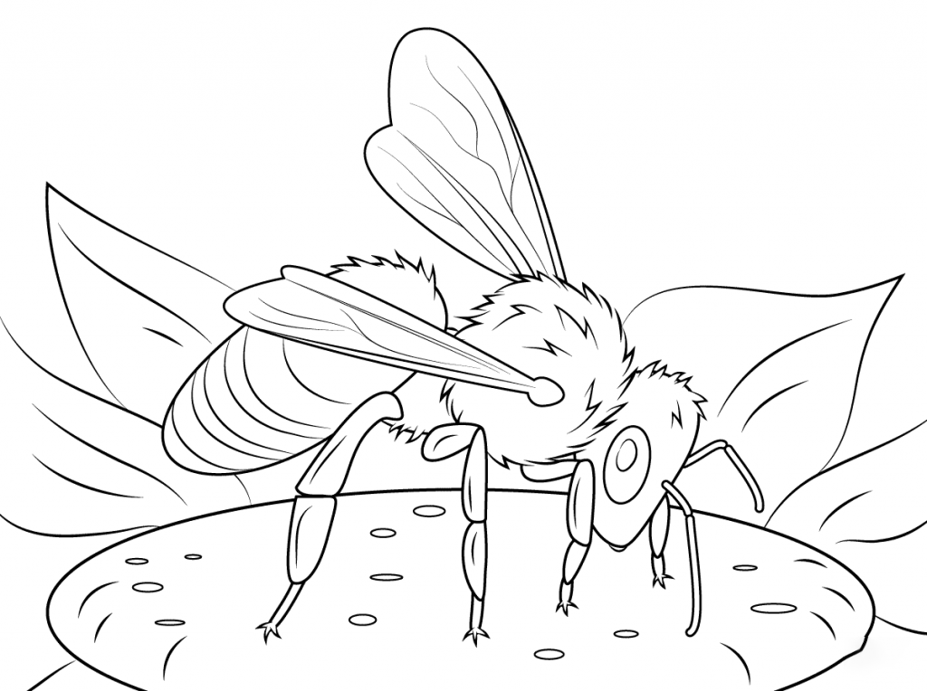 Tranh tô màu côn trùng hút mật