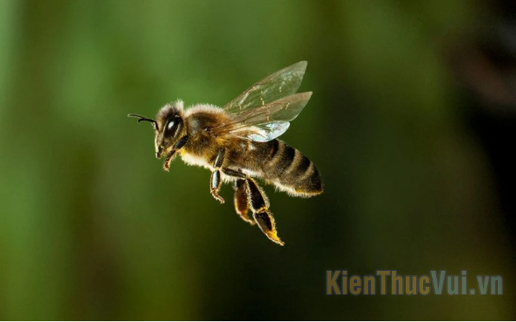 Tự nhiên bị ong đốt la điềm gì? Tốt hay xấu?
