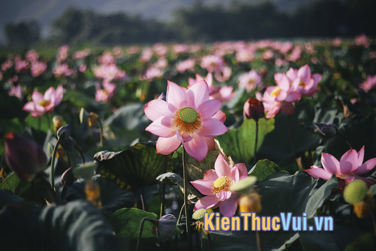 Những câu nói về hoa sen hài hước hay nhất