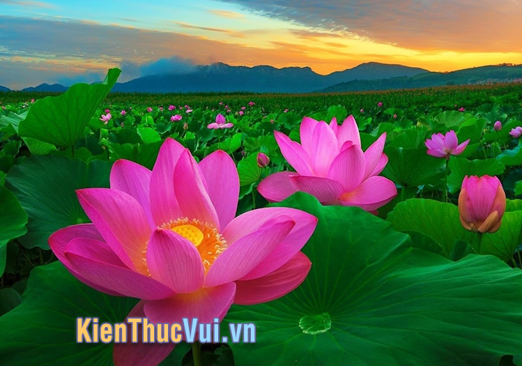 Những câu nói về hoa sen hay nhất