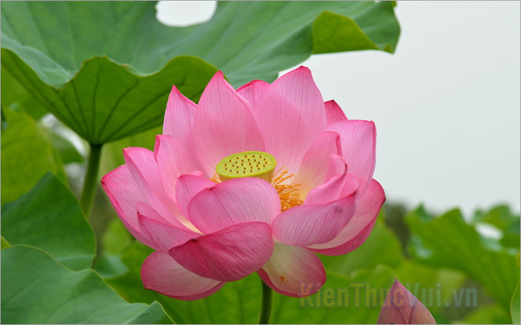 Những câu nói về hoa sen hay và ý nghĩa nhất
