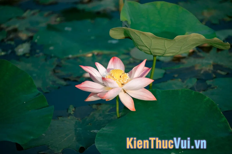 Những câu nói về hoa sen hay và ý nghĩa nhất