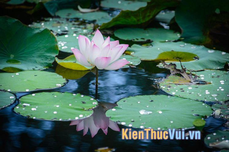 Những câu nói về hoa sen hay và ý nghĩa trong cuộc sống