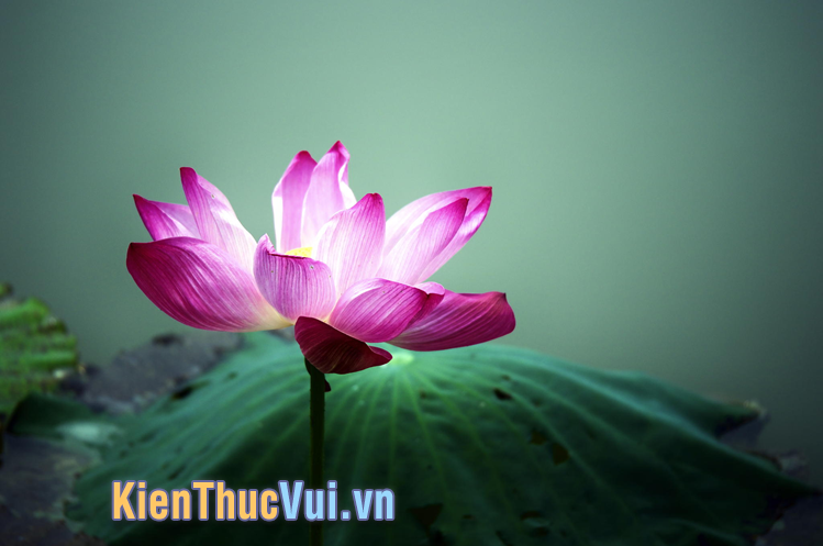 Những câu nói về hoa sen hay và ý nghĩa trong tình yêu