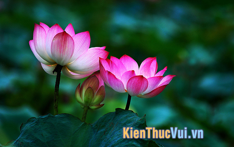 Những câu nói về hoa sen thả thính ấn tượng nhất