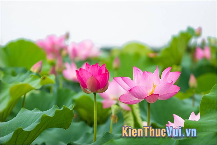 Những câu nói về hoa sen thả thính hay nhất