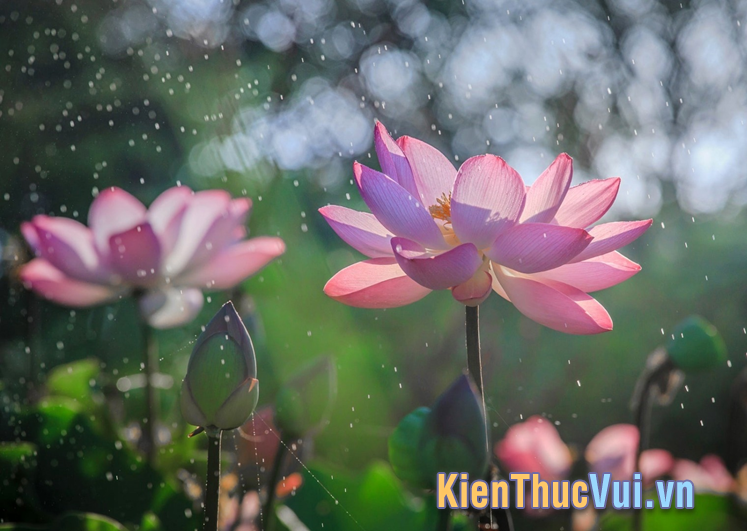 Những câu nói về hoa sen ý nghĩa nhất