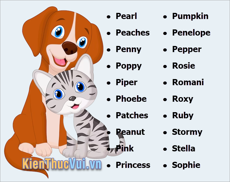 Đặt tên cho chó mèo cái cute bằng Tiếng Anh